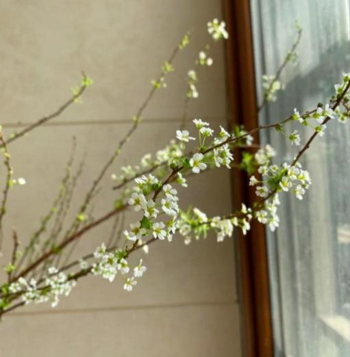 干枝遇水是什么原因,干枝遇水开花什么原理