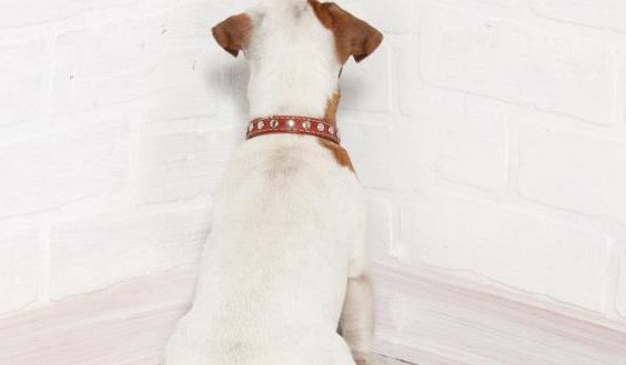 宠物爪子受伤,宠物的爪子受伤了怎么办