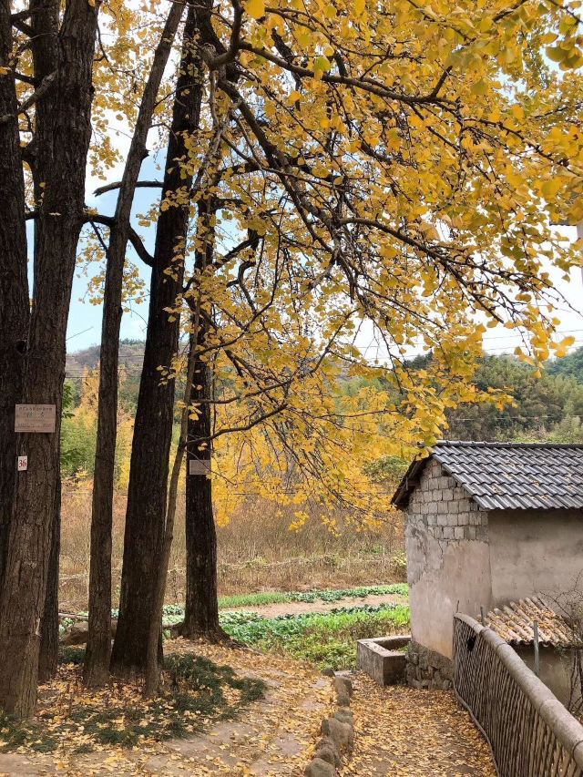 杭州周边赏秋好去处,杭州赏秋最佳攻略