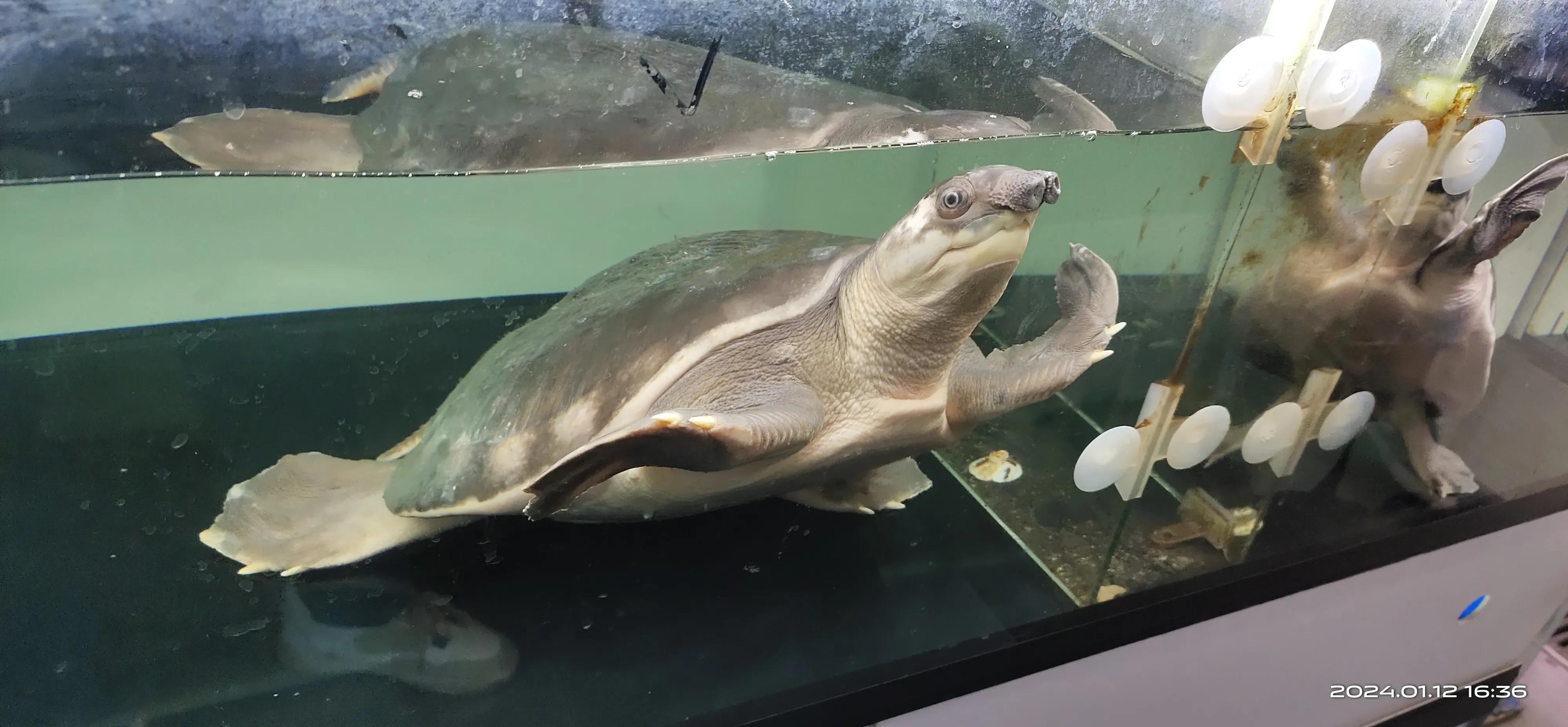 猪鼻龟和龙鱼一起养怎么喂食,猪鼻龟混养什么小鱼最好