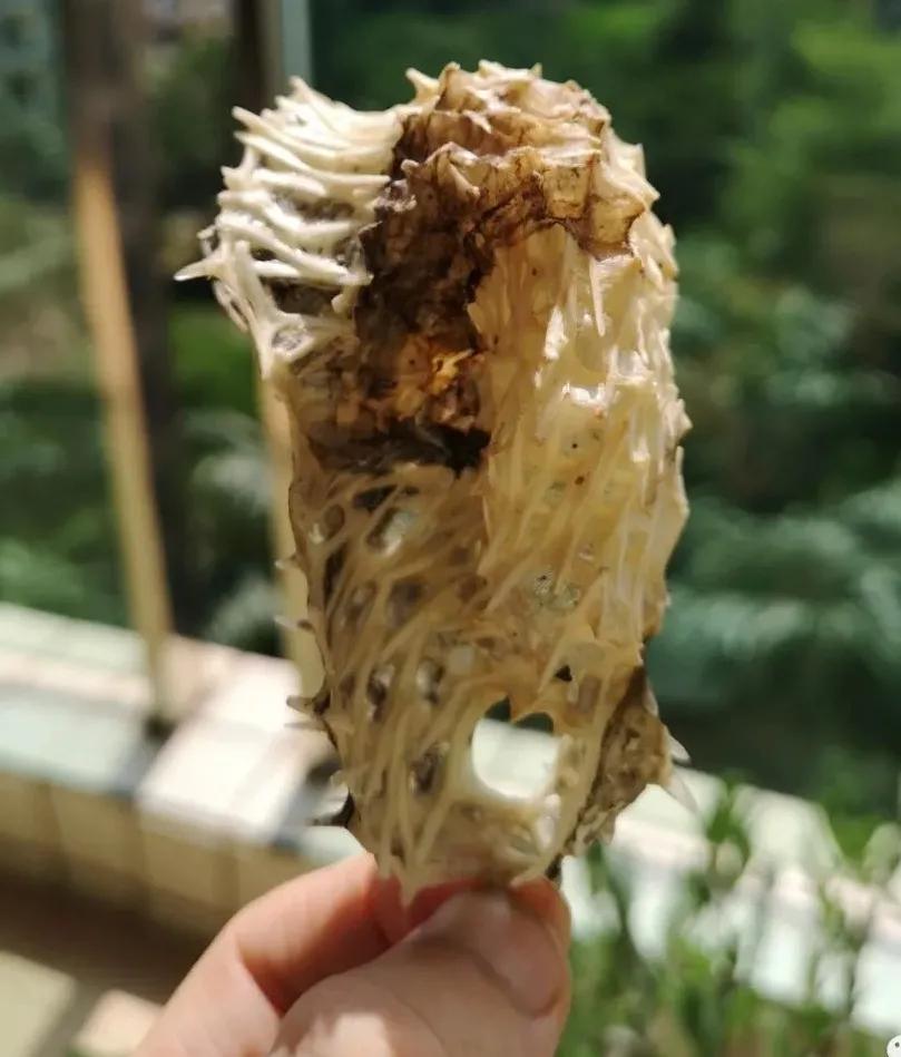 刺猬皮外敷促进皮肤生长,刺猬皮止血