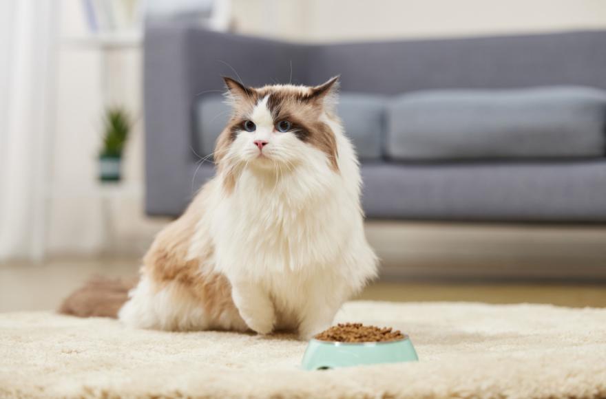 宠物市场成熟前夜，总代理制度或将集体生变