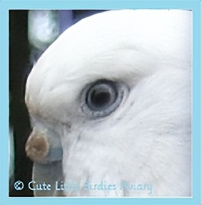 虎皮鹦鹉绿和蓝哪个基因强,虎皮鹦鹉白化红眼基因