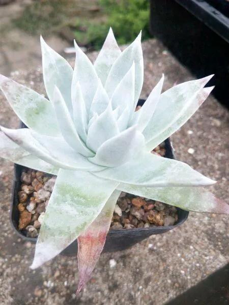 多肉仙女杯喜欢阳光吗,苹果叶仙女杯多肉如何养护