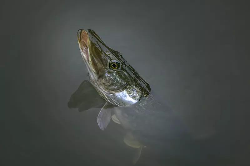 最好养的观赏鱼冷水鱼有哪些中型,冷水鱼有哪些观赏鱼比较好看