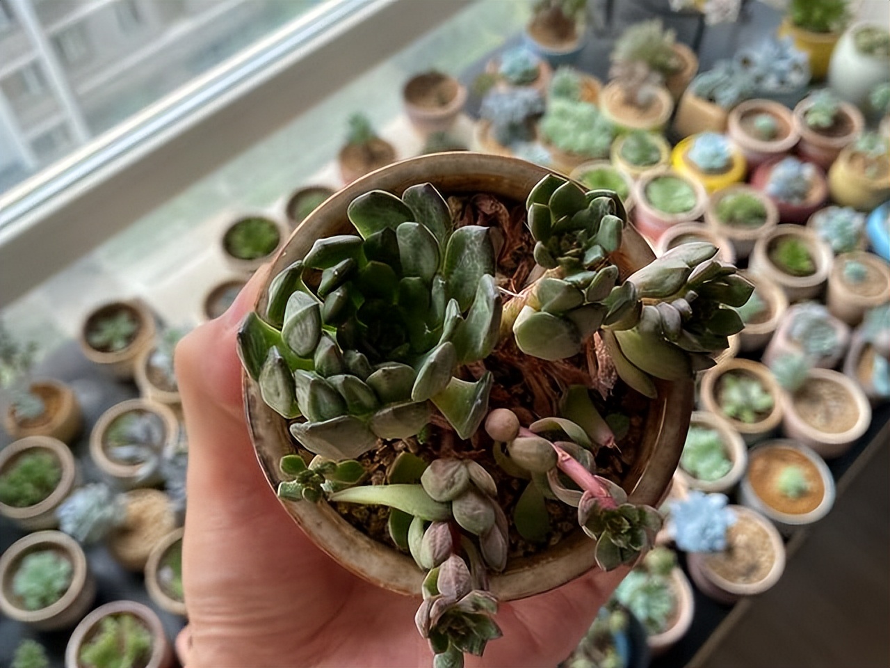 多肉红宝石夏季多长时间浇一次水,多肉红宝石徒长