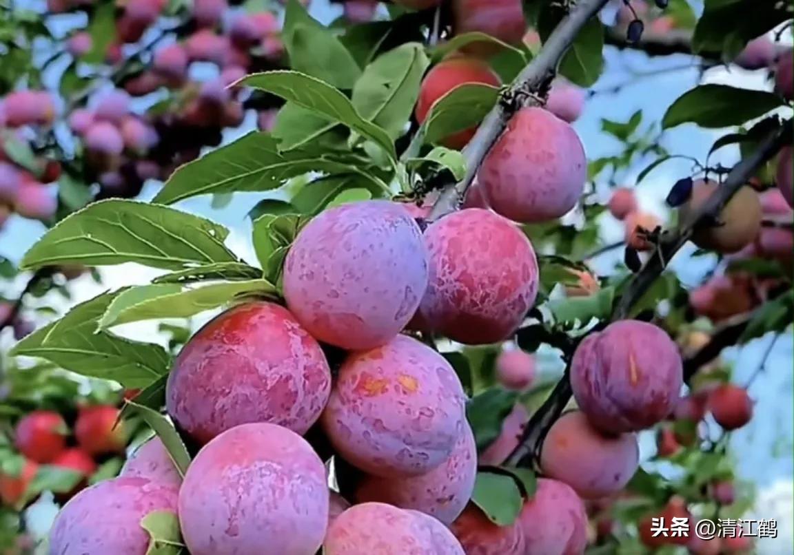 常用植物生长调节剂正确使用方法,植物调节剂喷后几个小时见效果