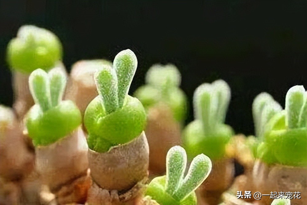 人见人爱的动物大全,人见人爱的生肖却又让人害怕