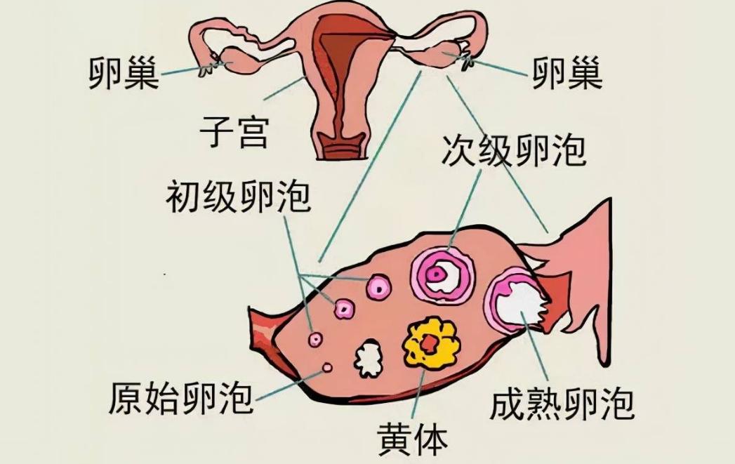 月经来潮多少天干净,月经为什么5天干净