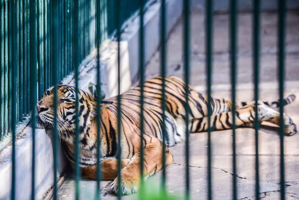 三打一老虎打狮子,狮虎大战老虎被英国人放冷枪