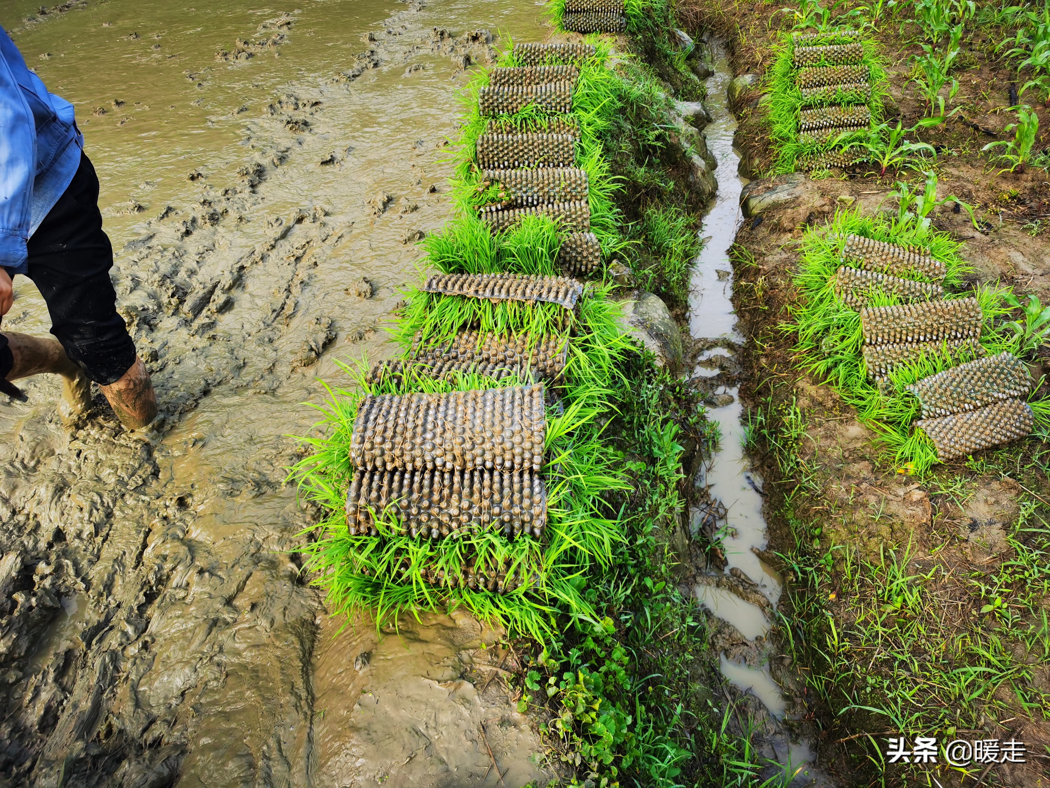 广西农民种田,乡村种田的生活视频