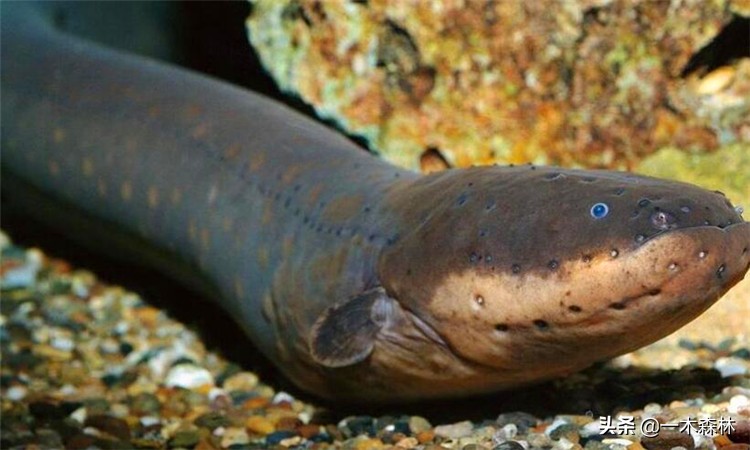 两条电鳗养一起会互相电死吗,两个电鳗在一起会不会互相电晕