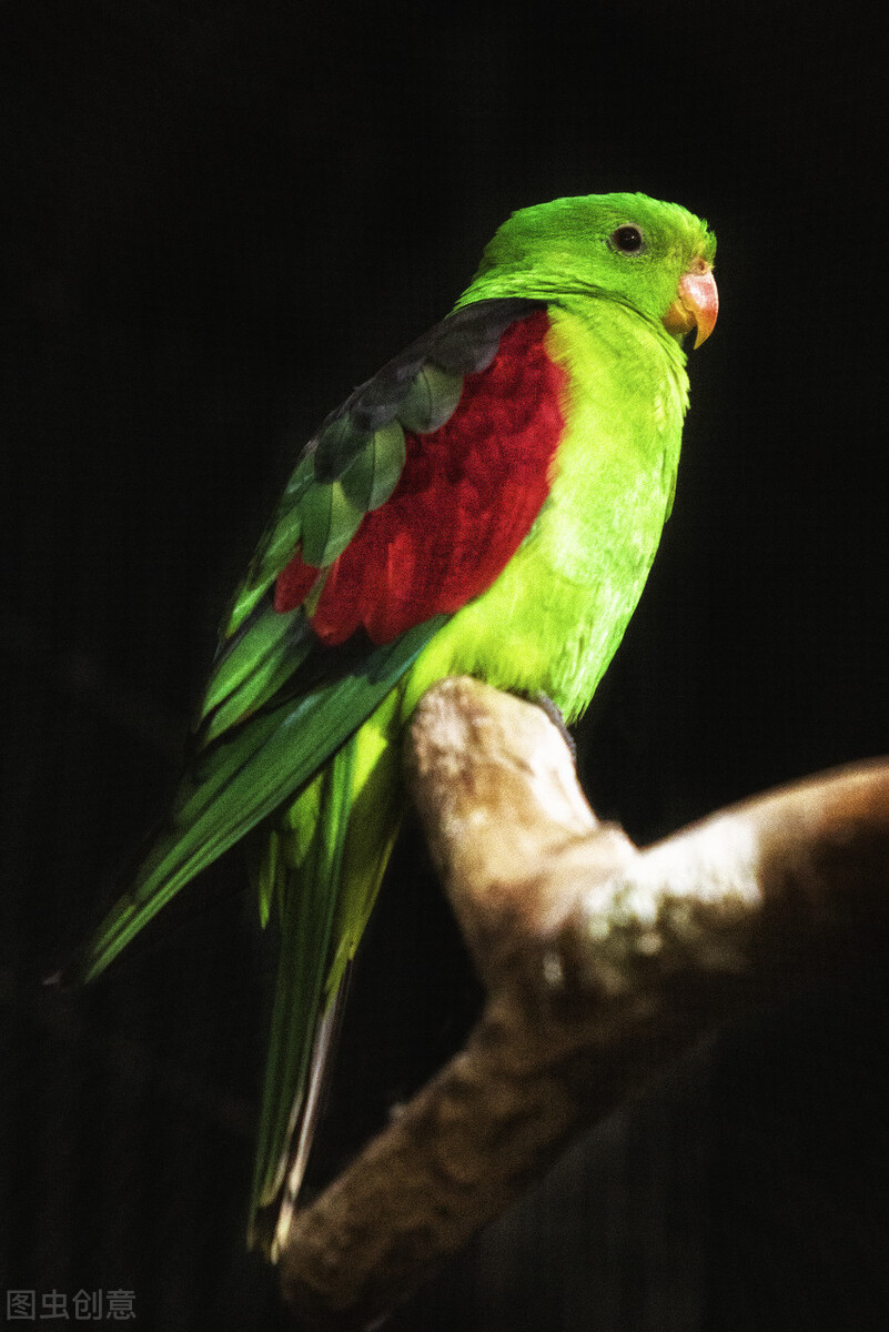 最美罕见的小鸟,全世界最罕见的小鸟