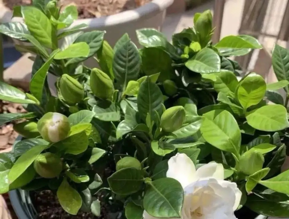 栀子花有3个“爱好”，满足它，叶子油绿发亮，花朵更多更芳香