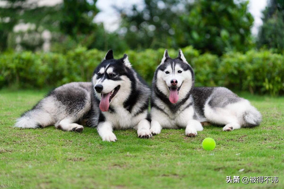 什么狗最好看最便宜最好养,世界上最强的十种狗