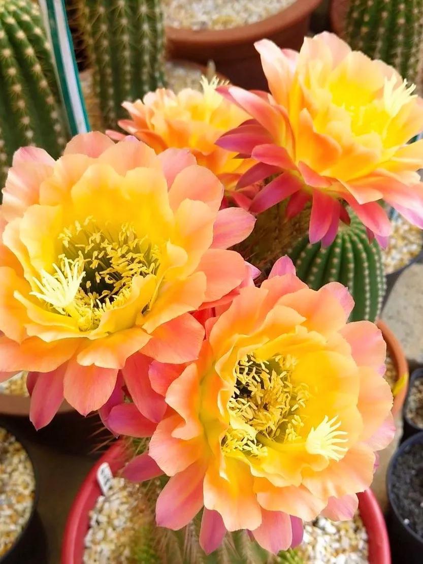 一花一世界一念一佳人的图片,一花一世界一叶一春秋图片