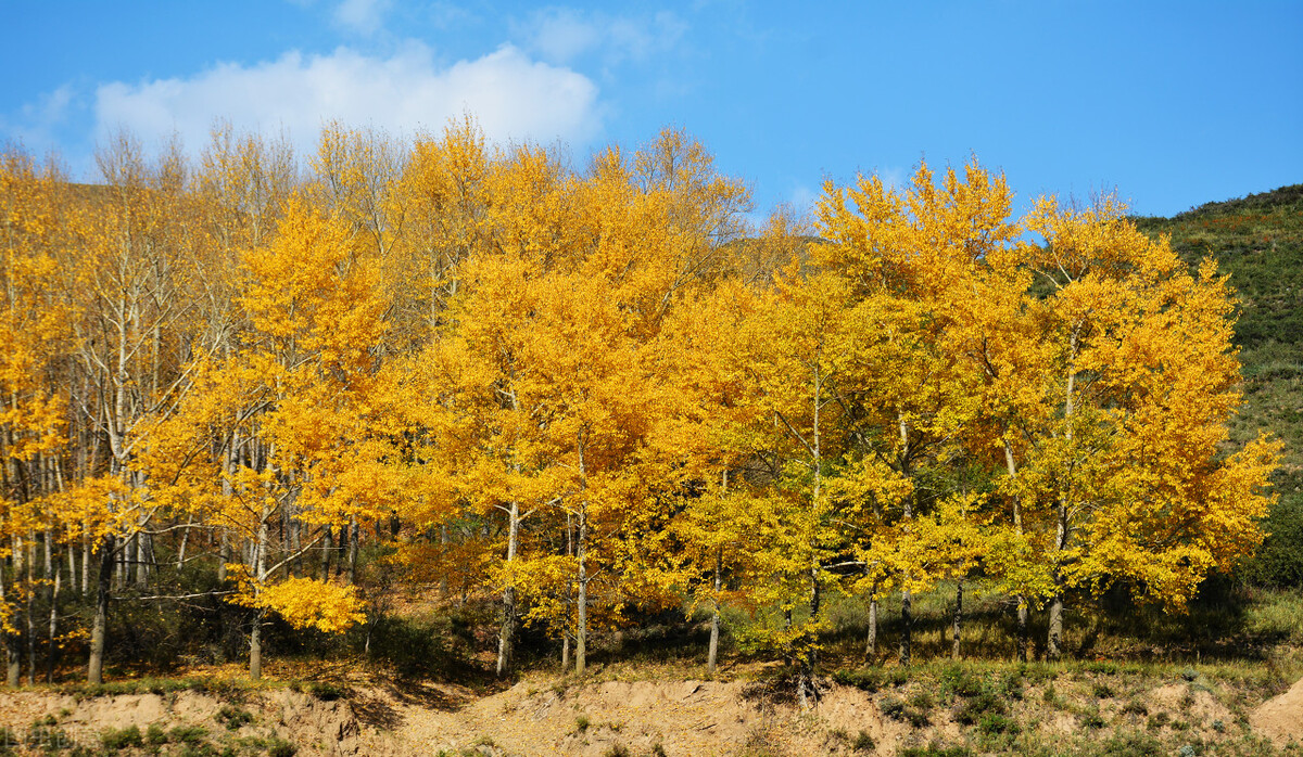 全民k歌设置了权限怎么解开,全民k歌的特殊功能在哪里