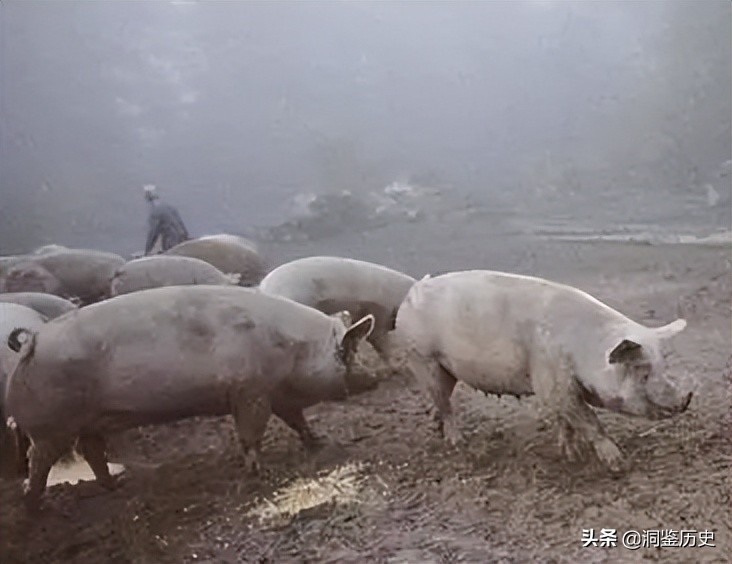 2002年加拿大“猪场恶魔”落网，6年杀害49人，专挑性工作者下手