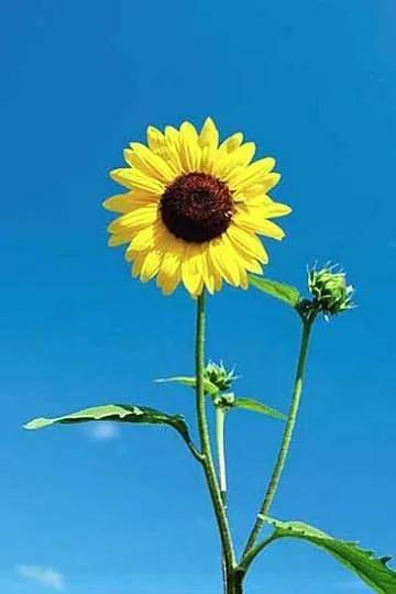 庄子人可以无情的活着,庄子谈死亡也许是另一种开始