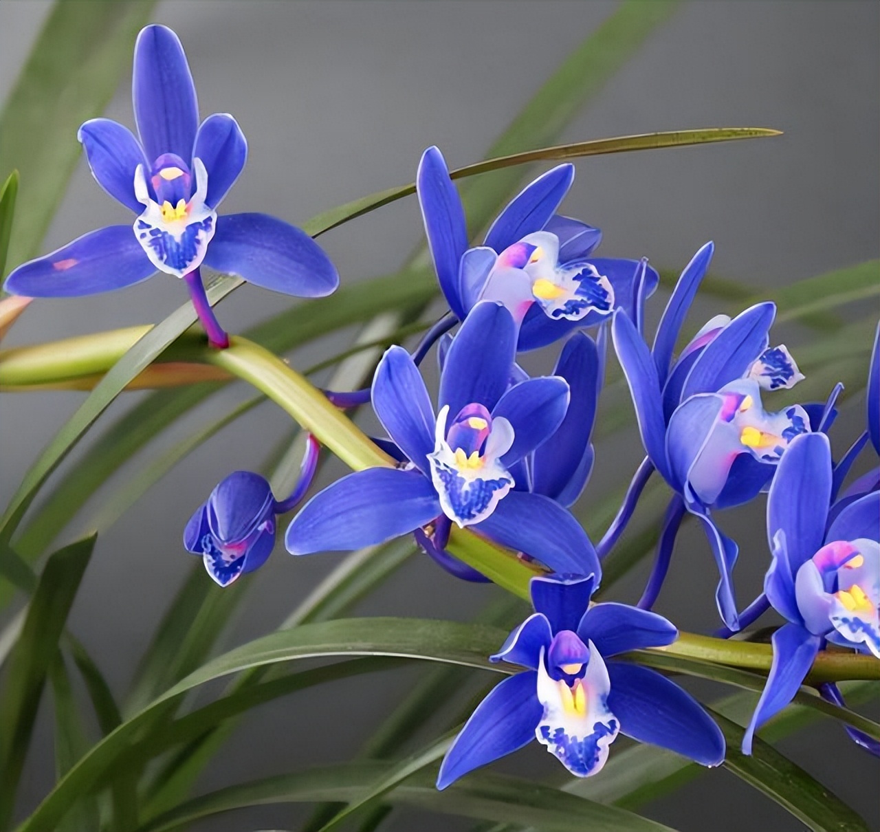 最美的四季兰,四方四季兰