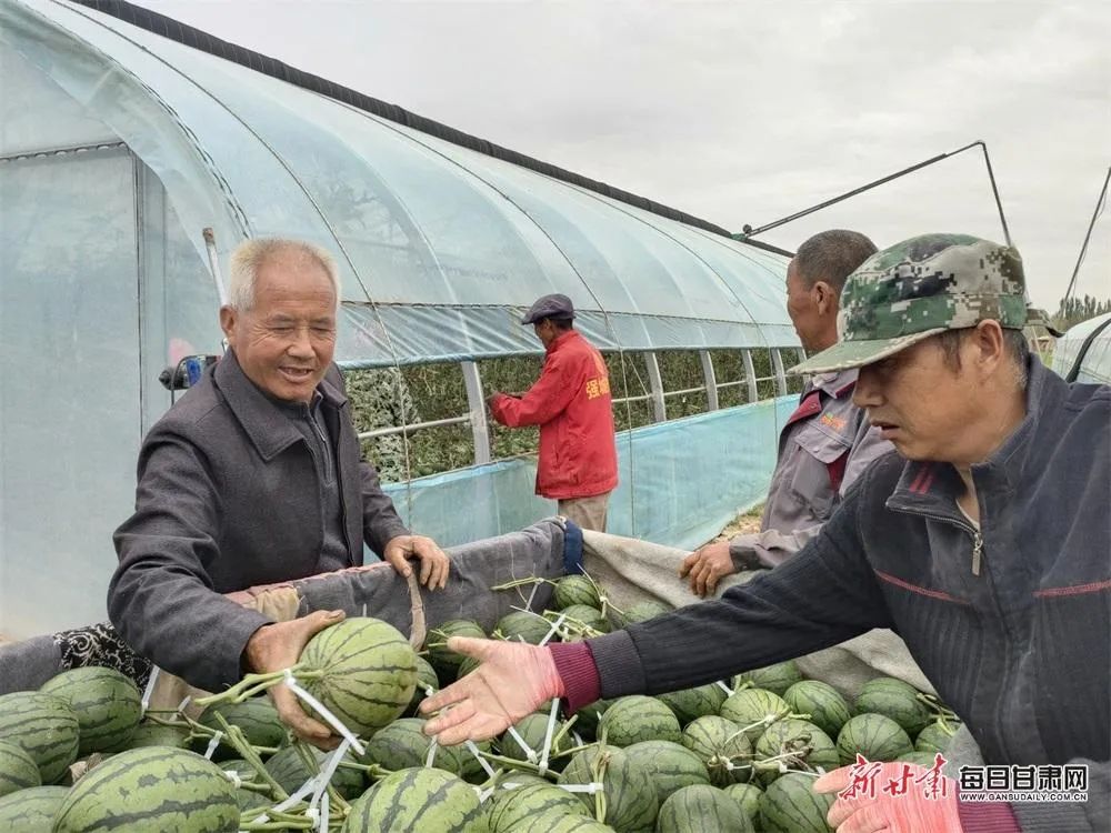 宁夏甘肃武威种西瓜,大学生返乡创业种植西瓜