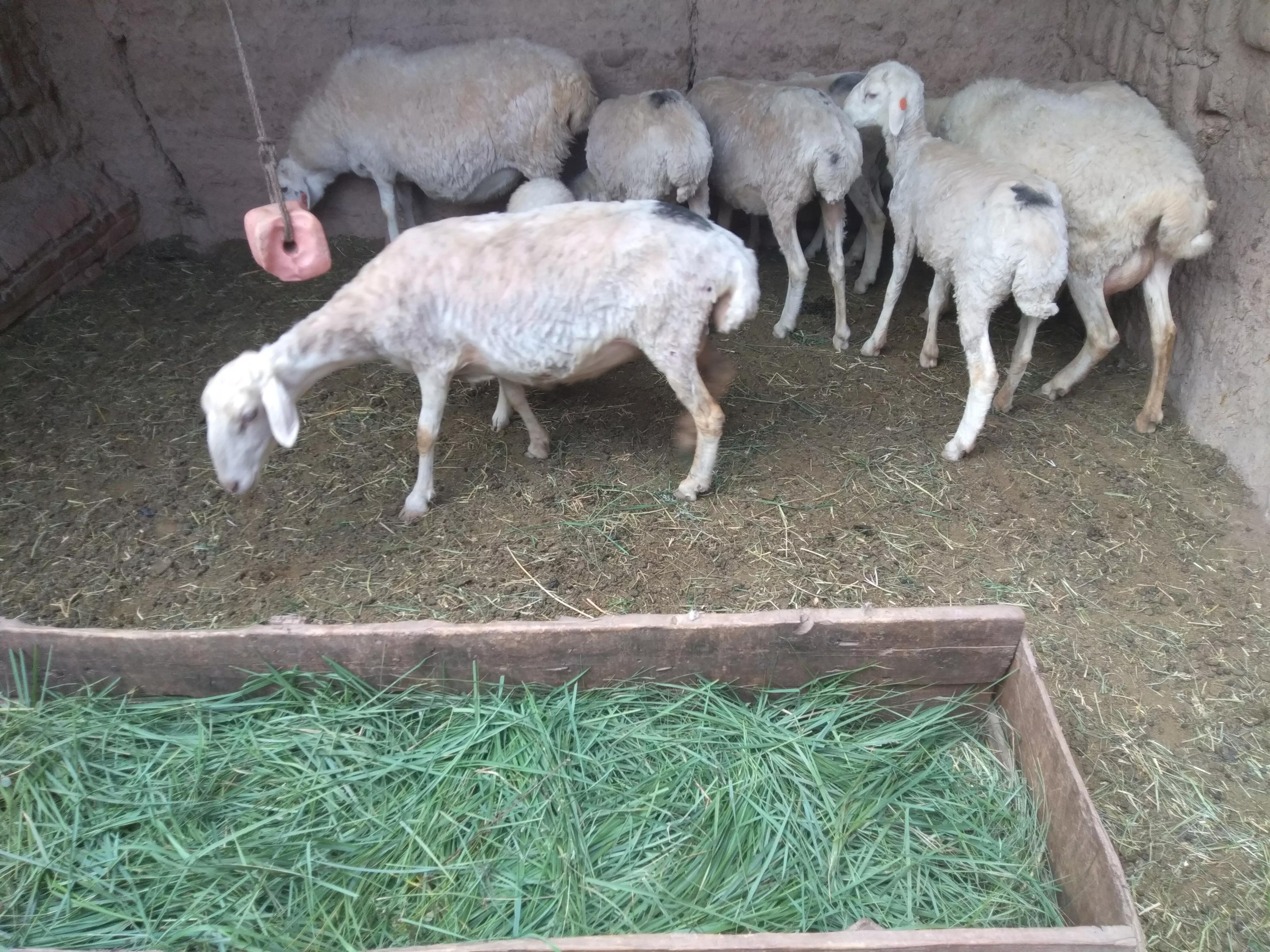 农村养羊犯法吗,为什么说在农村养羊最好