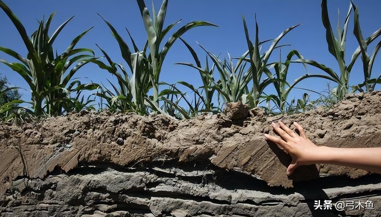 最新款的蚯蚓捕捉设备,捕蚯蚓机器的利润