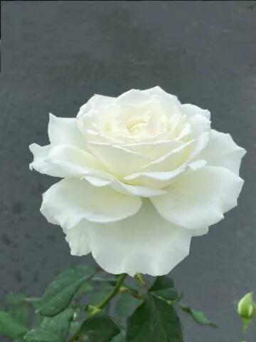 白花月季汇粹：白雪公主、藤冰山、婚礼之路、波莱罗、加百列