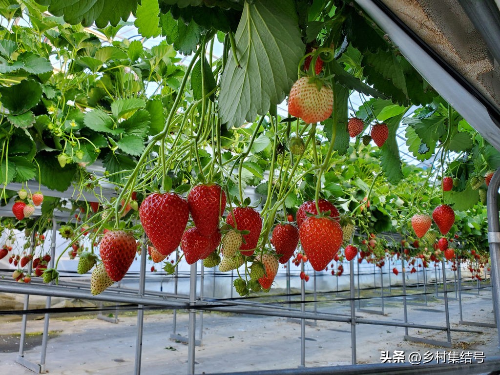 安田草莓园,日本安田草莓园