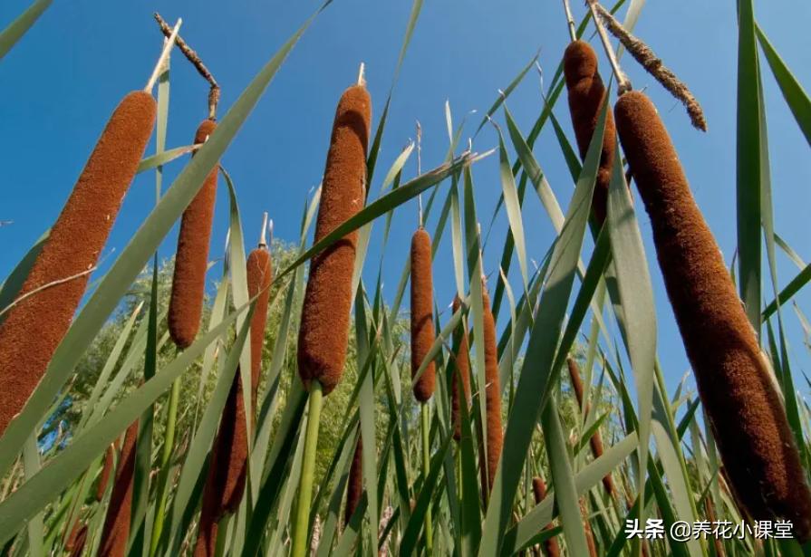 农村常见野草香肠草,香肠草种植前景