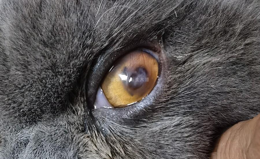 猫角膜炎怎么治疗最快,小猫坏死性角膜炎