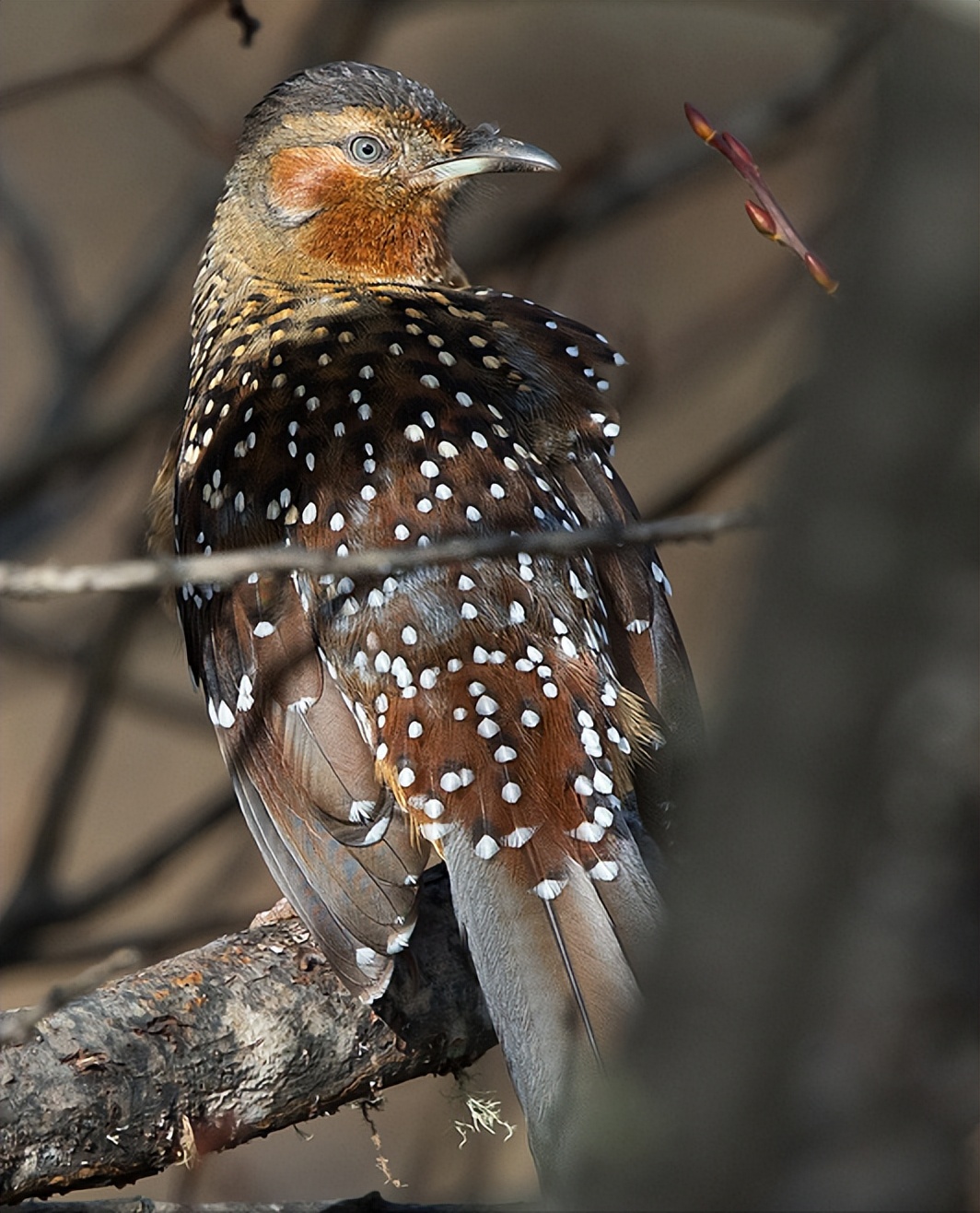 鸟儿大全高清图,高清珍稀鸟动态图片大全