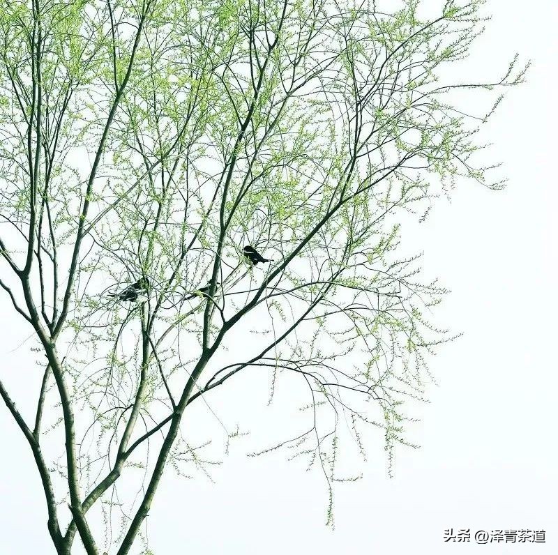 写春天的著名唐诗宋词加赏析,十首描写春天的宋词