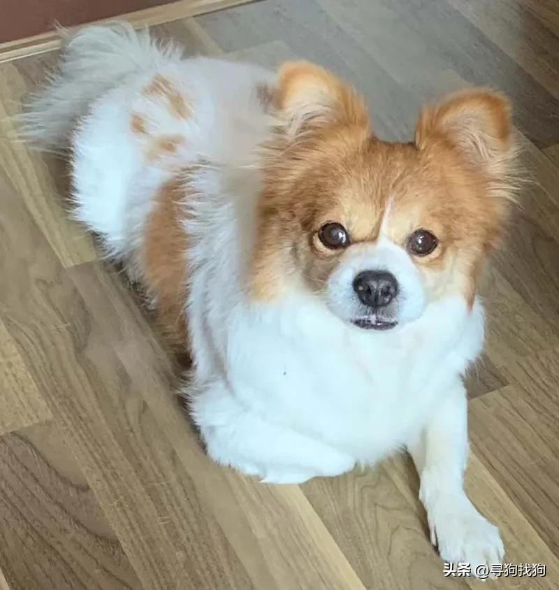 广东中山蝴蝶犬串串领养,附近的蝴蝶犬串串出售