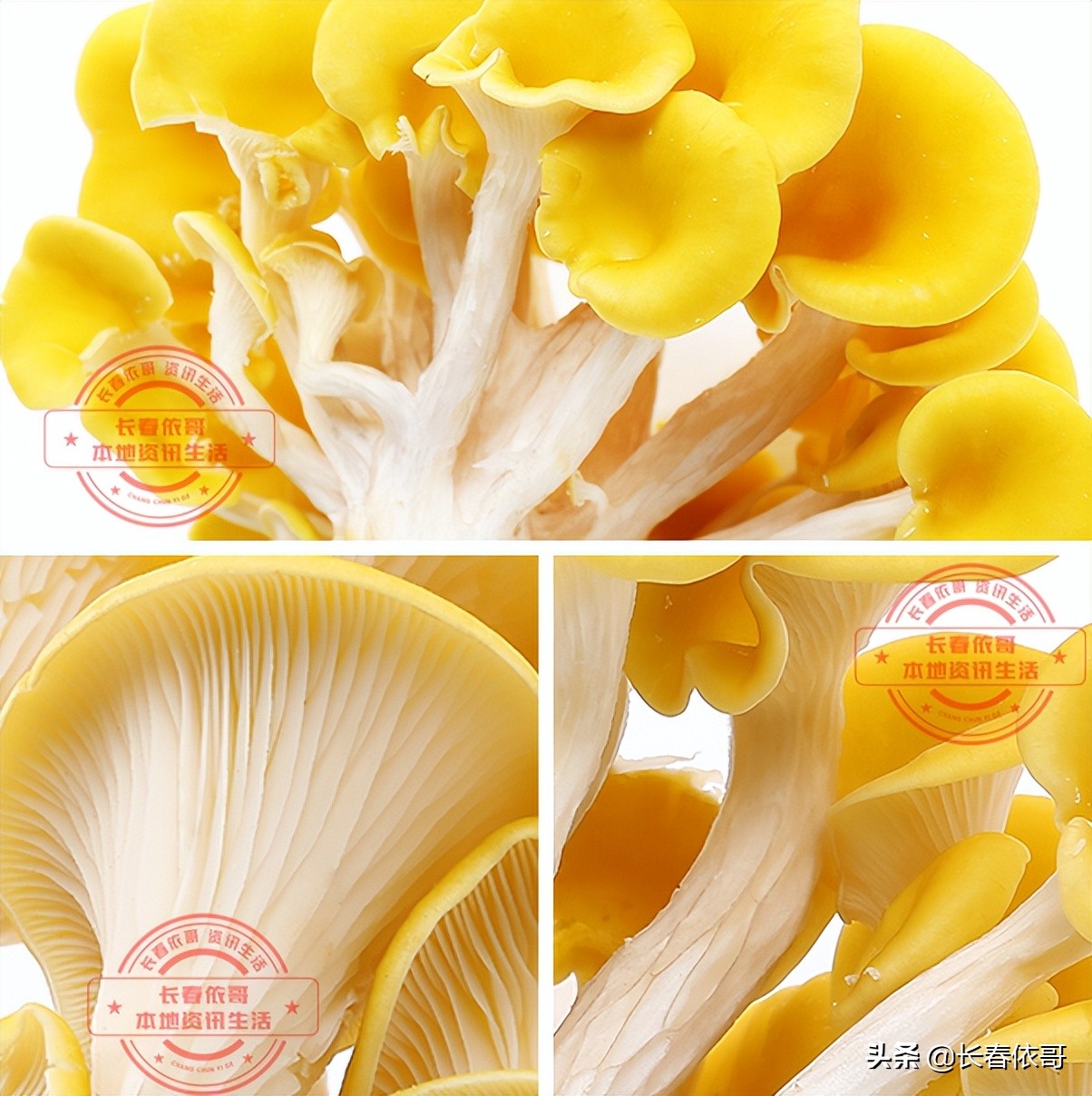 东北榛蘑排名前十的蘑菇,山珍长白山特产榆黄蘑