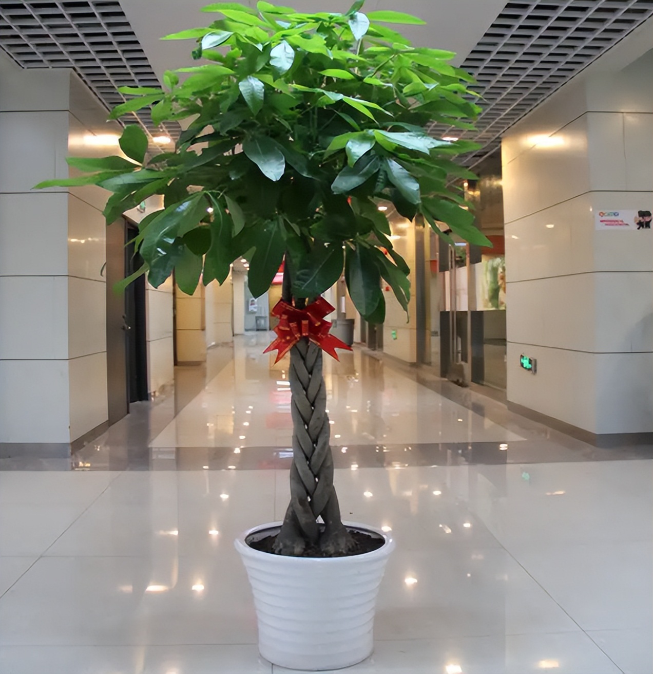 聚财的6种花,招财聚财的花卉