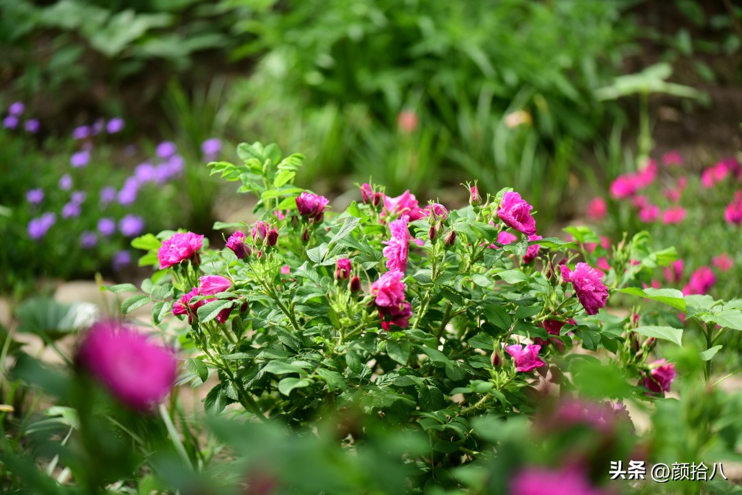 流放到菜地的花儿们，尽情绽放吧，不管在哪里｜园丁