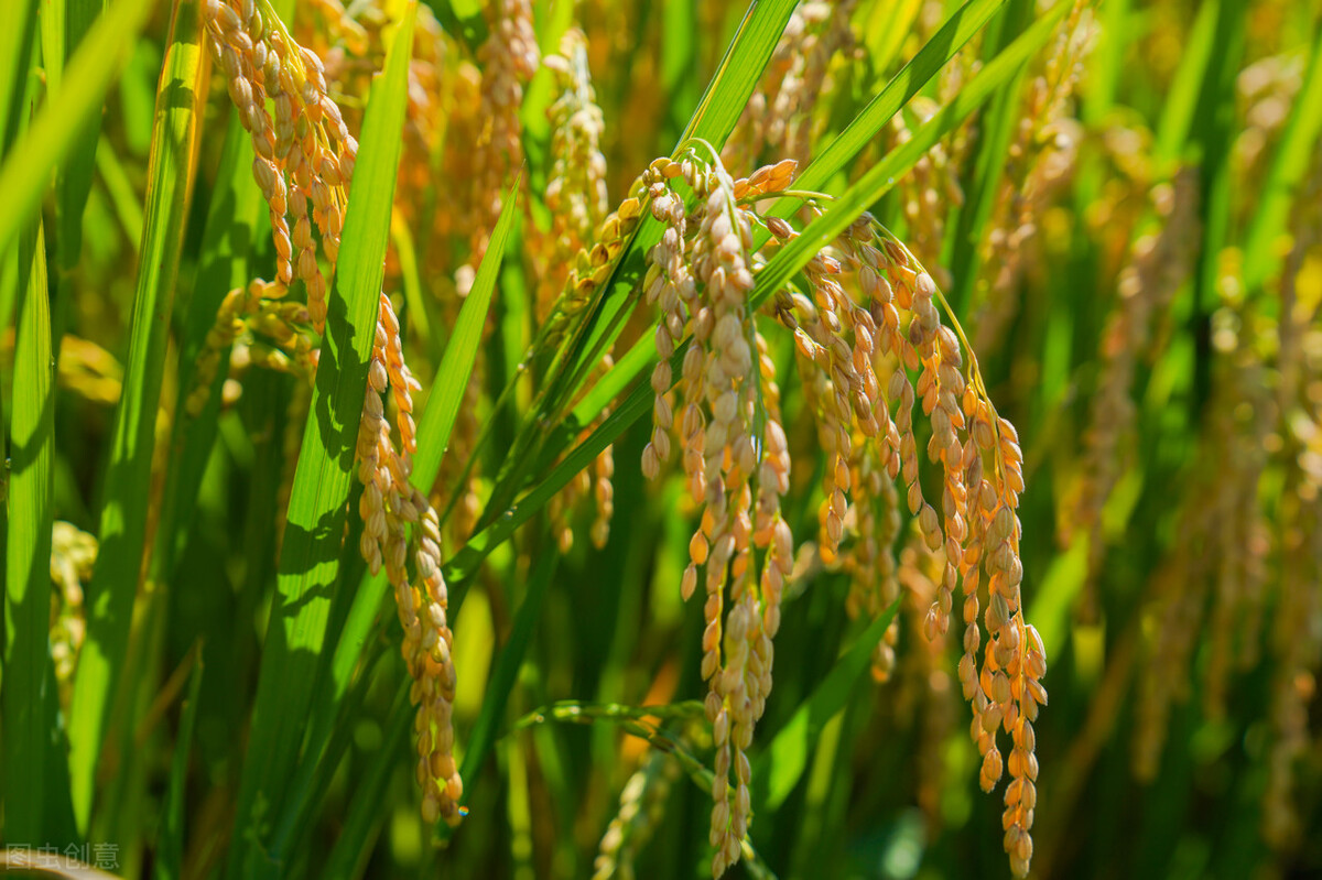 中国影响世界十大杰出发明创造,2021年我国科技有哪些重大成就