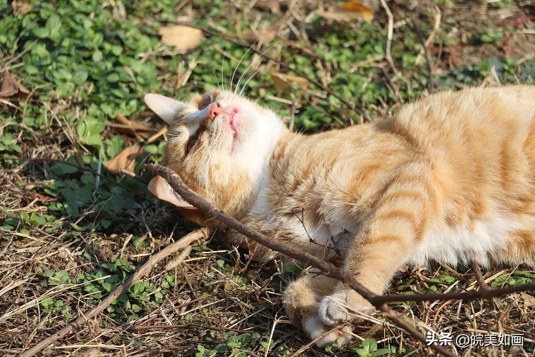 安徽大学好看的风景,高校最美秋景