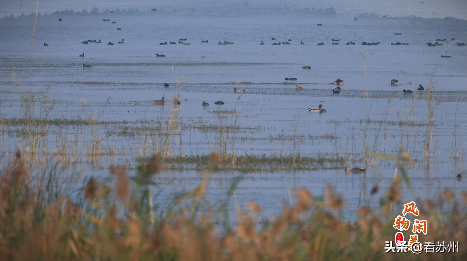 世界环境日，一起守护“地球之肾”！