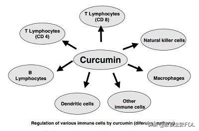 姜黄素市场前景及提取方法简析,植物原料化妆品前景