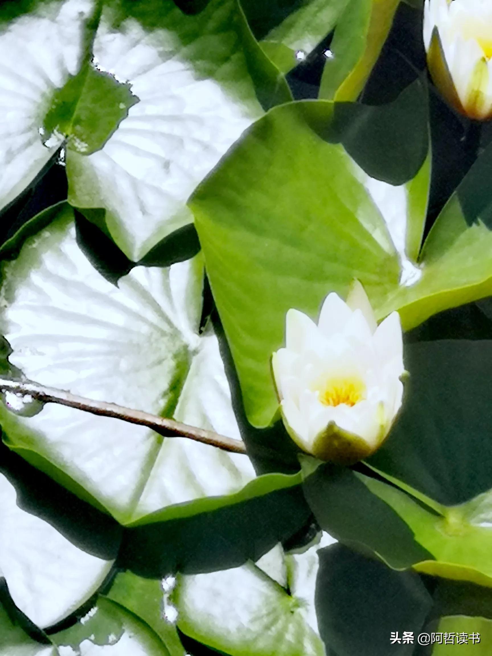 夏日荷花/风影摇曳波光粼，出水芙蓉最可人，一片冰心付与君