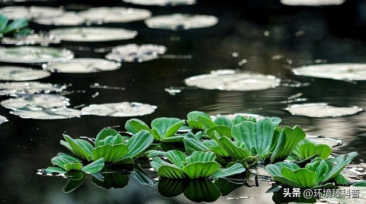 大薸怎么水培繁殖,大薸适合切头繁殖吗