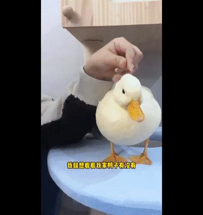 世界杯哪些人受伤了,世界杯强队集体翻车