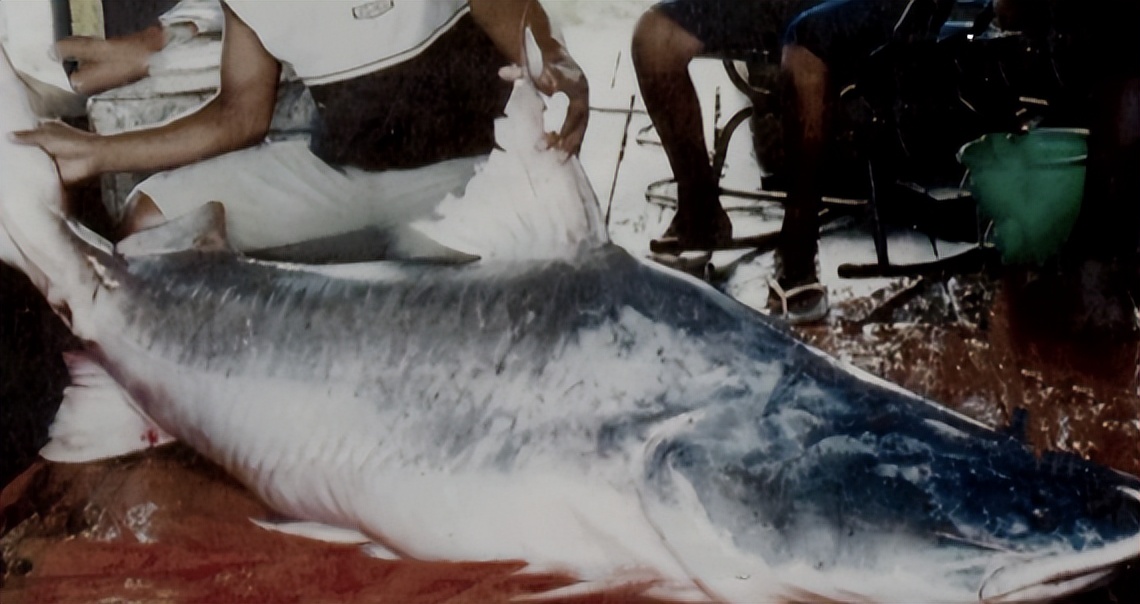 男子钓鱼鱼儿被湖里鲶鱼吃了,男人钓鱼被鲨鱼吃掉