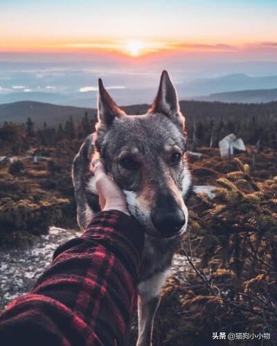 捷克狼犬超帅的照片,捷克狼犬是真的帅