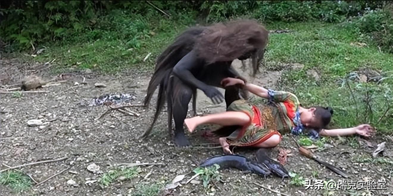 半夜搜山发现怪异生物,大鲵神秘生物