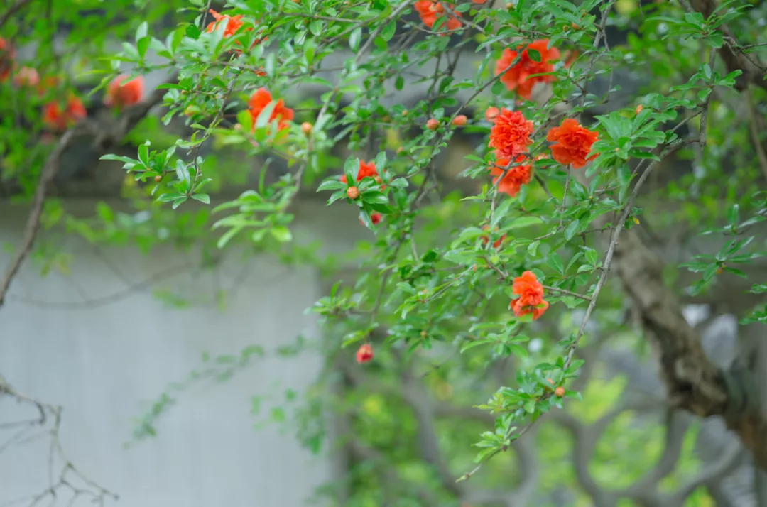 花开千叶红，无需藉春风——五月榴花，浓情似火燃，丹若照长安