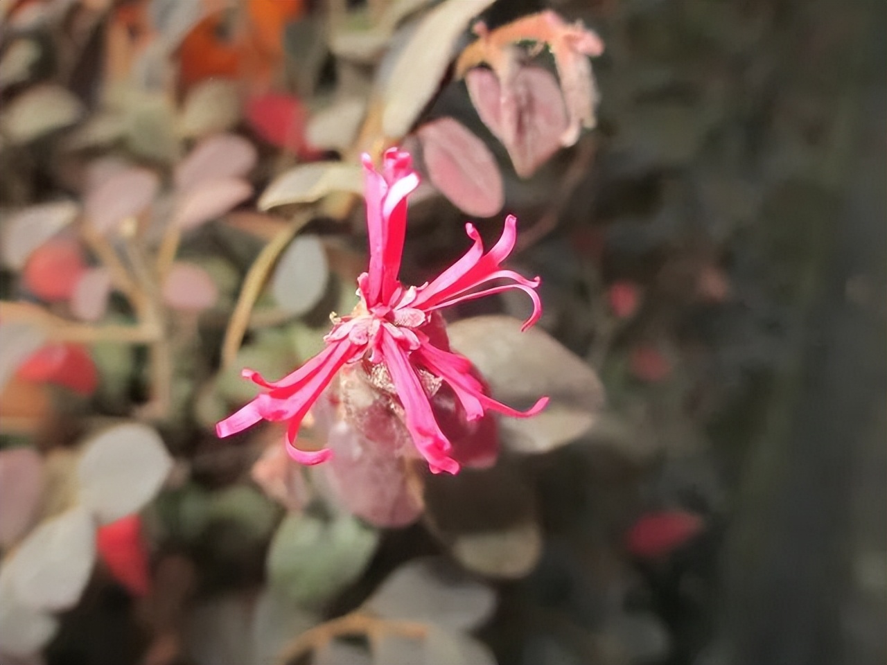 红花檵木是常年异色叶植物,红花檵木的花图片
