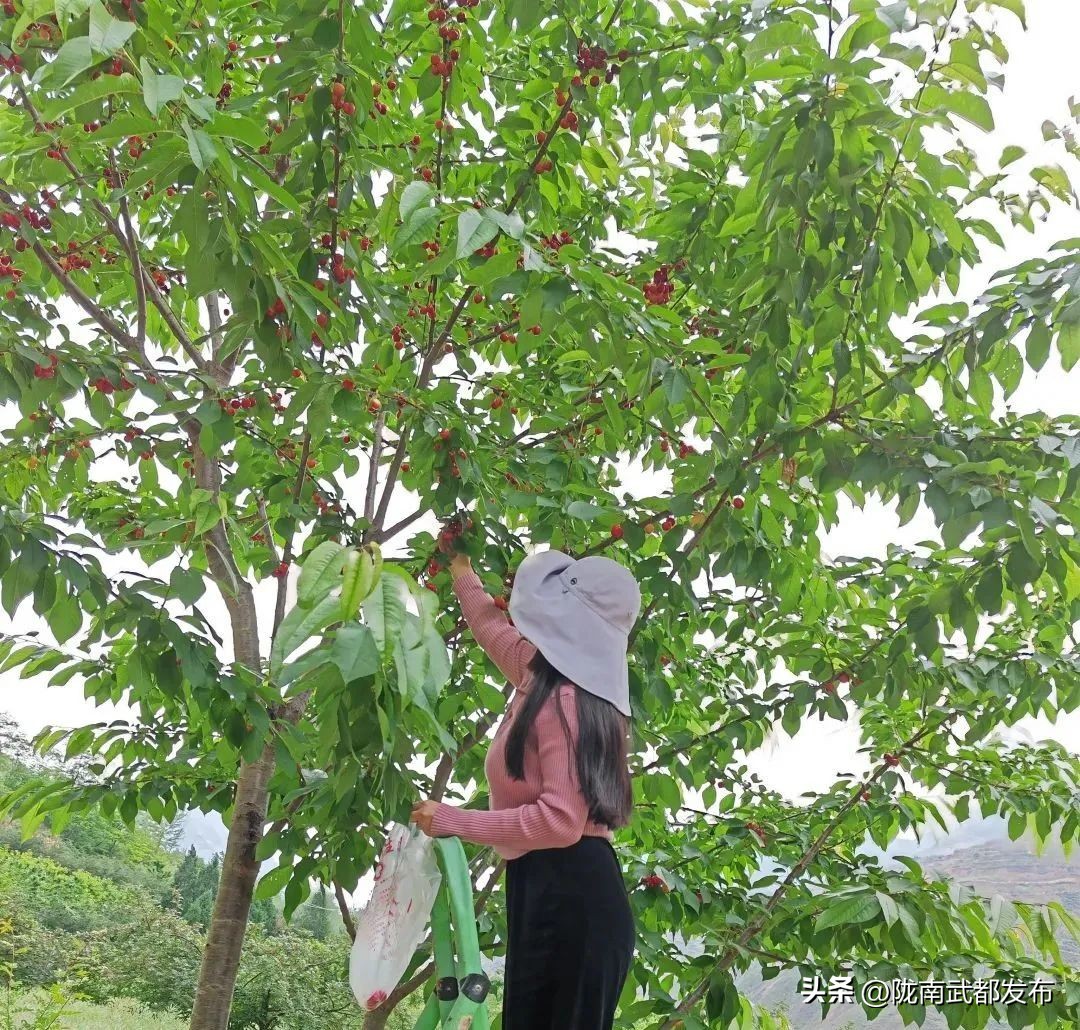 水磨镇车厘子采摘基地,朝阳镇采摘车厘子
